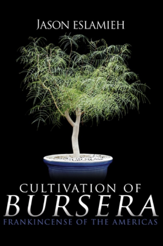 Cultivation of Bursera